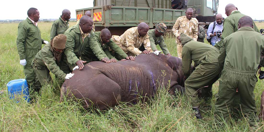 KWS gets Sh1.5bn bailout for animal census, staff salaries
