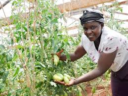 Kitui leads counties with huge agribudget in Kenya – Weekly Citizen