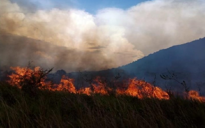 Fear over wild animals' safety after Ruma National Park fire