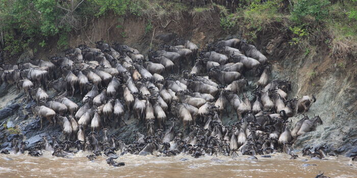 Tragedy in Maasai Mara Wipes Out 300 Beasts [PHOTOS]