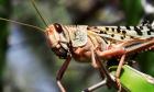 ‘Rolling emergency’ of locust swarms decimating Africa, Asia and Middle East | Global development
