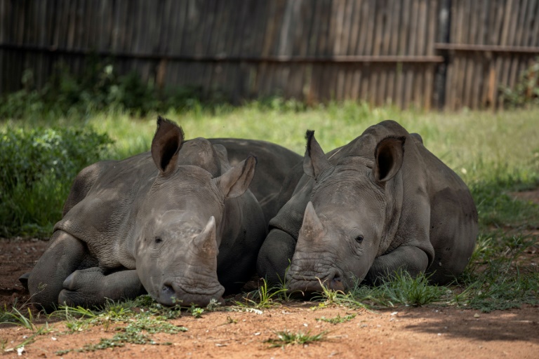 Kenya records rise in Rhino population due to intensified war on poaching » Capital News