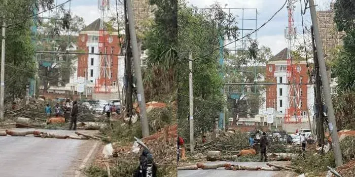 Nelson Havi Protests Felling of Mature Trees on State House Road