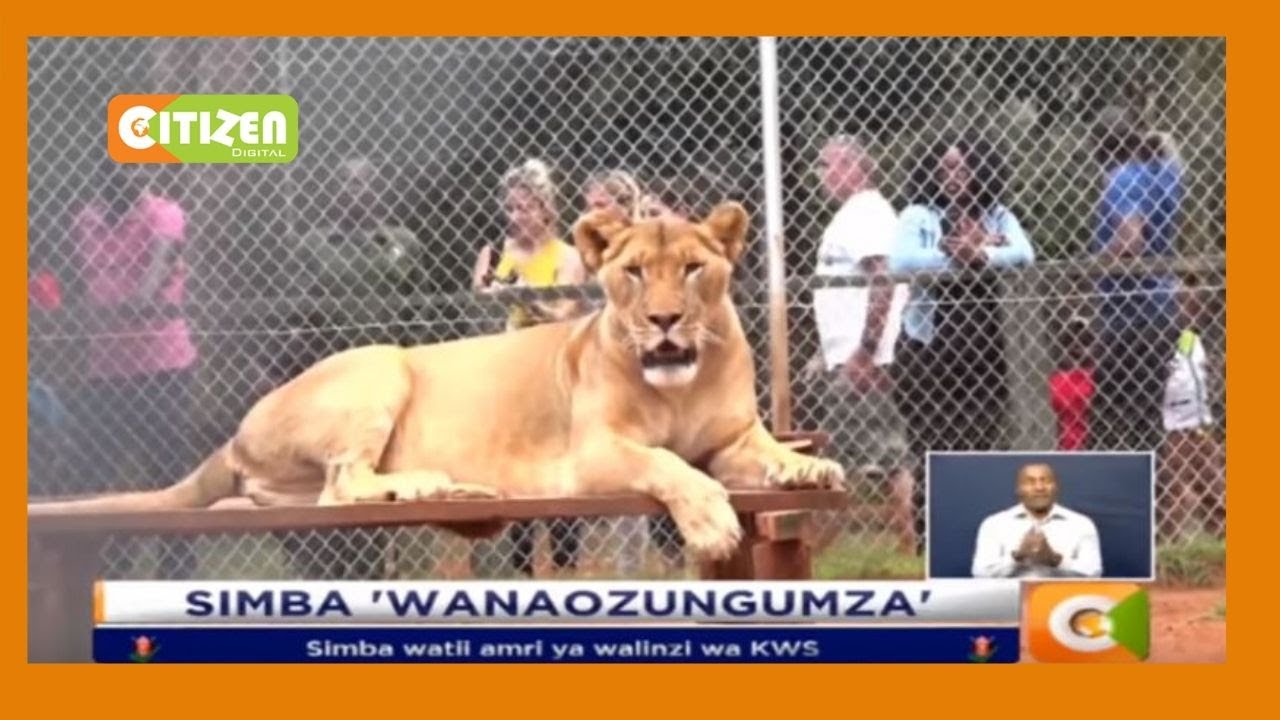 Walinzi wa Mbuga wawasiliana na Simba