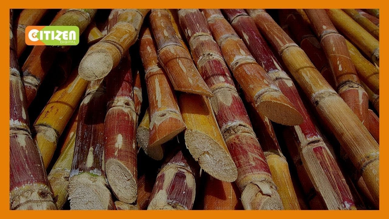 Kisumu cane farmers protest closure of Kibos Sugar factory