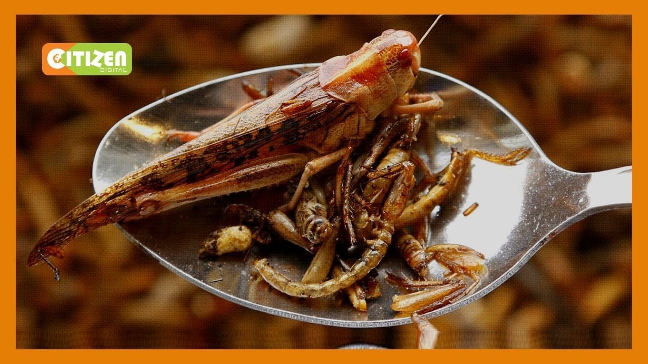 Baringo governor Stanley Kiptis urges residents to eat locusts