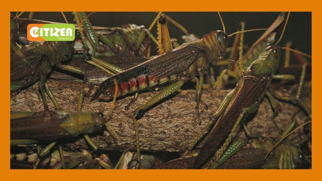 Desert locust swarms invade Kitui County
