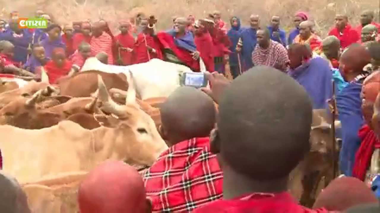 Maasai holy cow ceremony