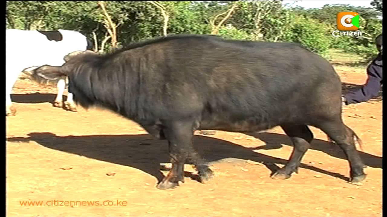 Nyati Anayefugwa Samburu
