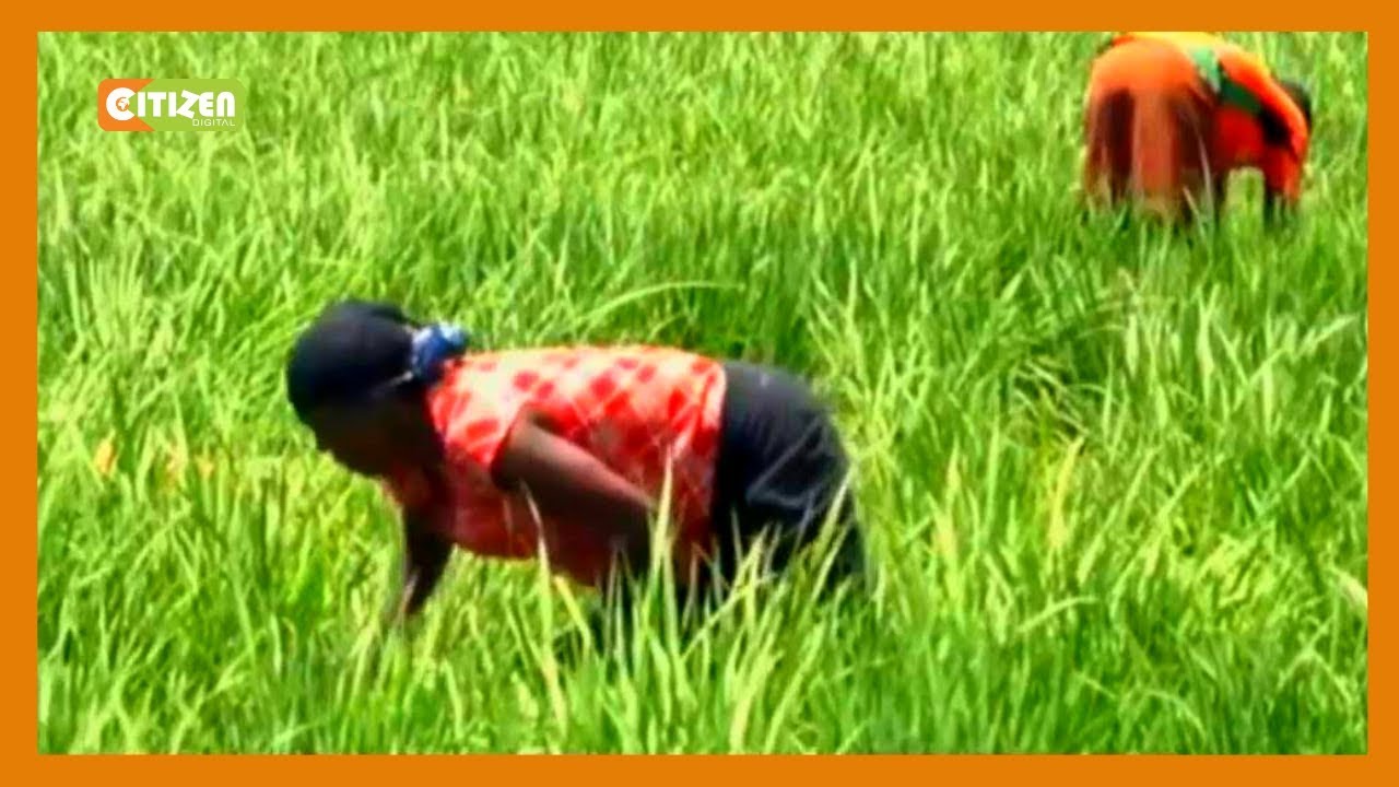 |Coronavirus Updates| Rice farmers express concerns of the effect of Coronavirus