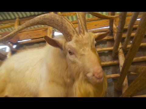Smart Farm - Dairy Goat Farming