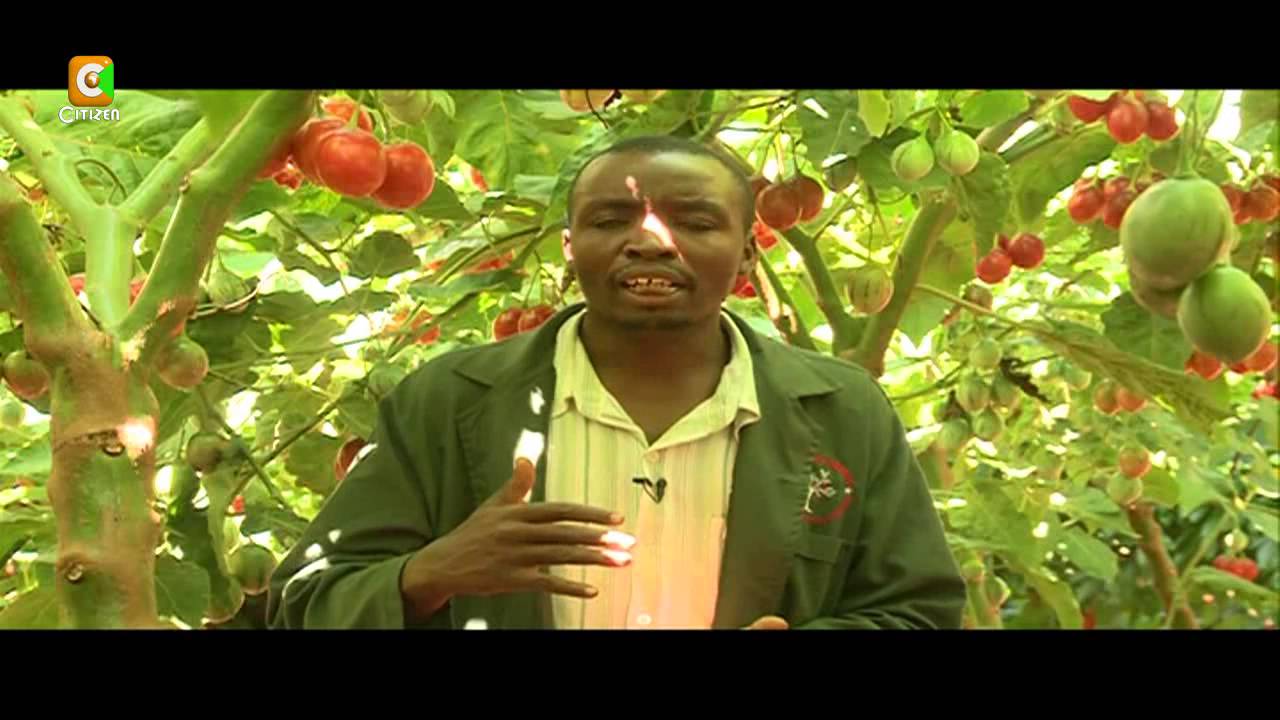 Smart Farm: Tree Tomato