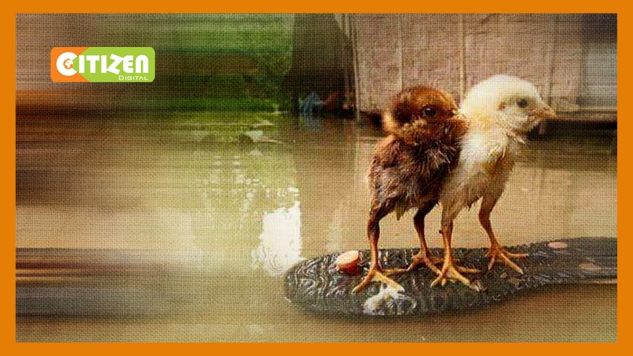 Takriban wakulima 100 kutoka kijiji cha Kajiei Karachuonyo wapata hasara