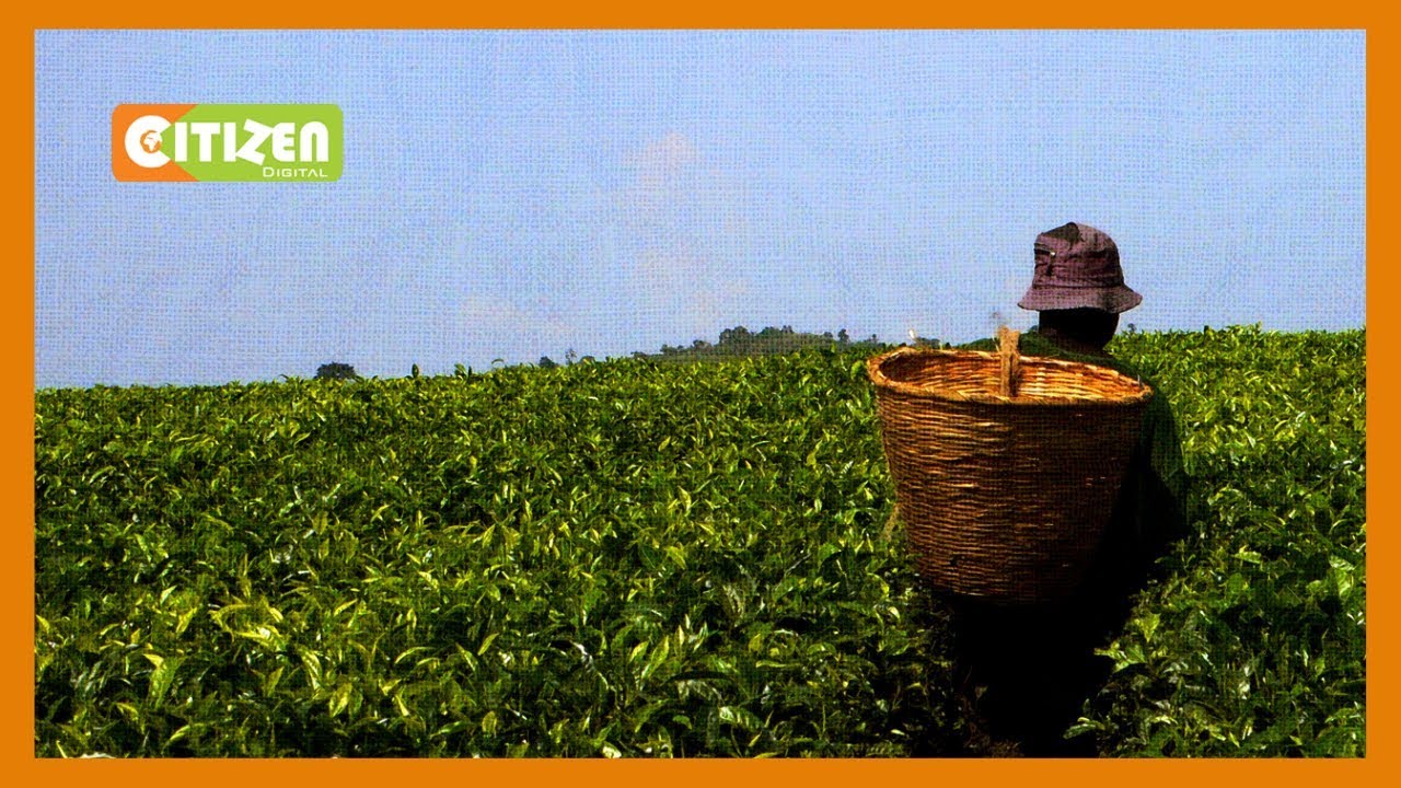 Wakulima wa chai Trans Nzoia wapinga sheria mpya za KTDA