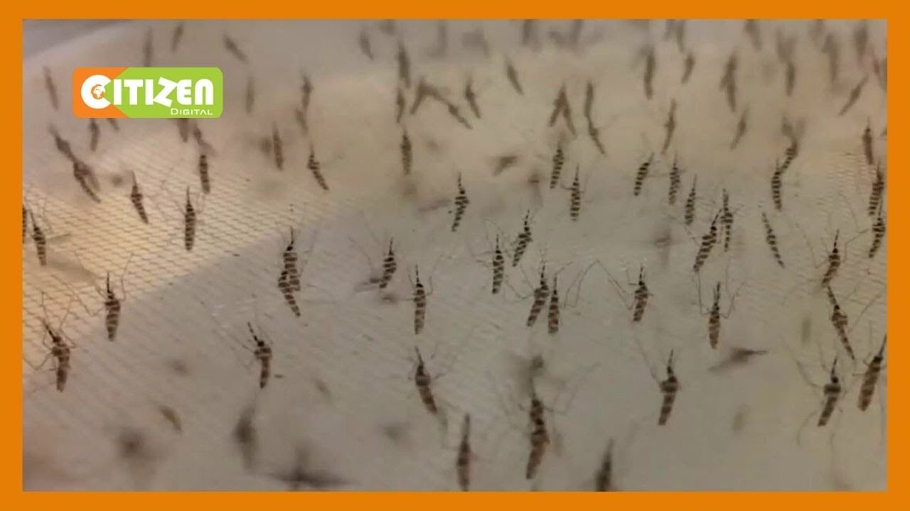 Scientists discover microbe protecting mosquitoes from malaria