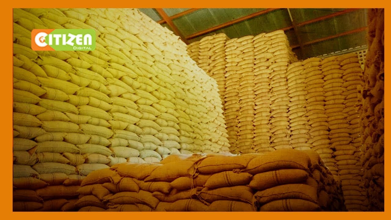 Govt defends decision to import four million bags of maize
