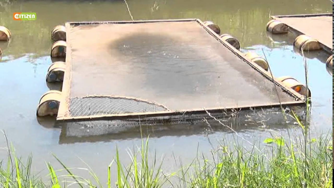 Smart Farm - Caged Fish Farming