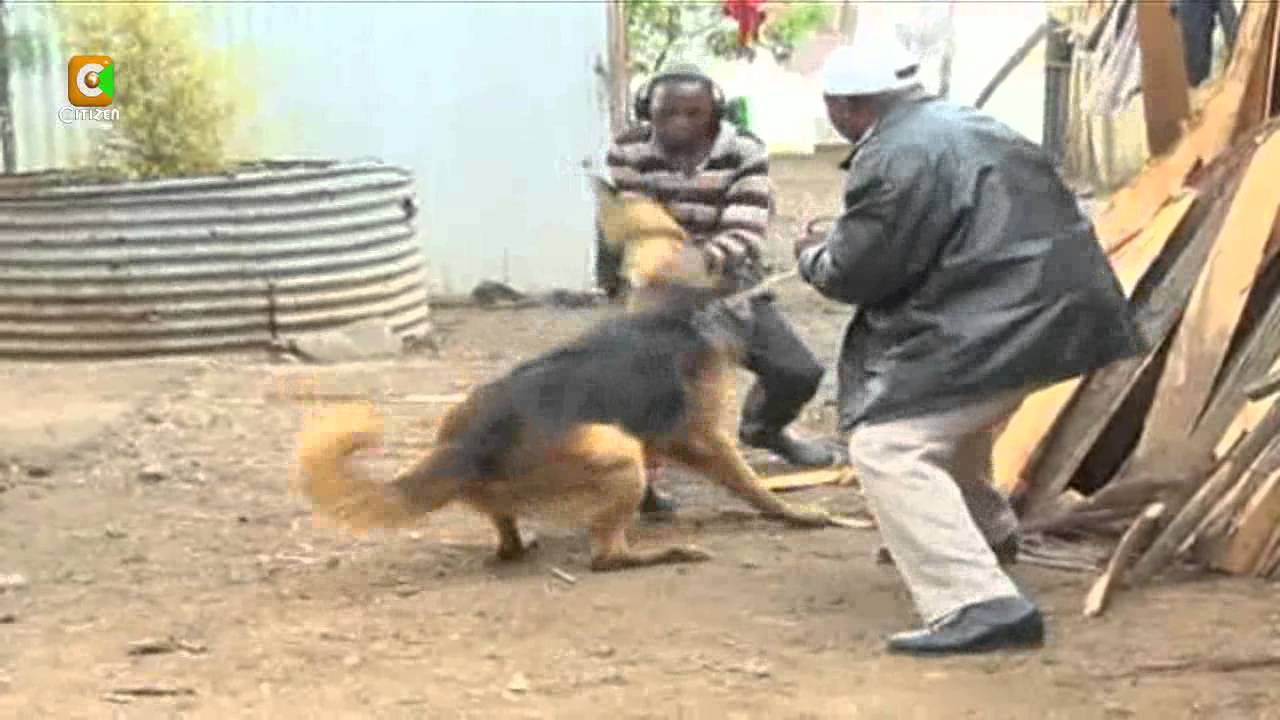 Mwangi Ana Miliki Mbwa 77