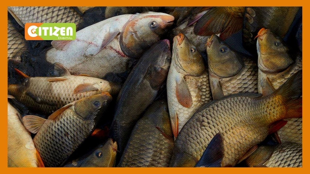 Wafugaji wahimizwa kuimarisha ufugaji wa samaki magharibi