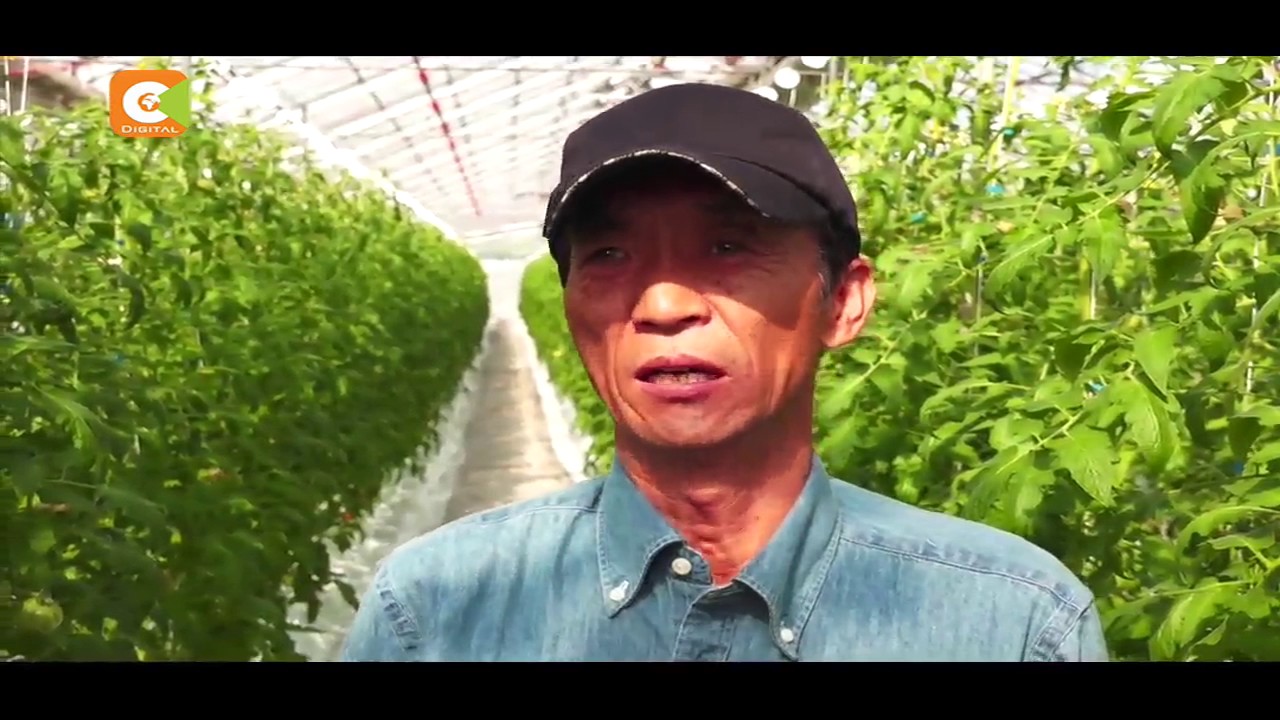 Japan In Kenyan Eyes - Advanced Tomato Farming Technology