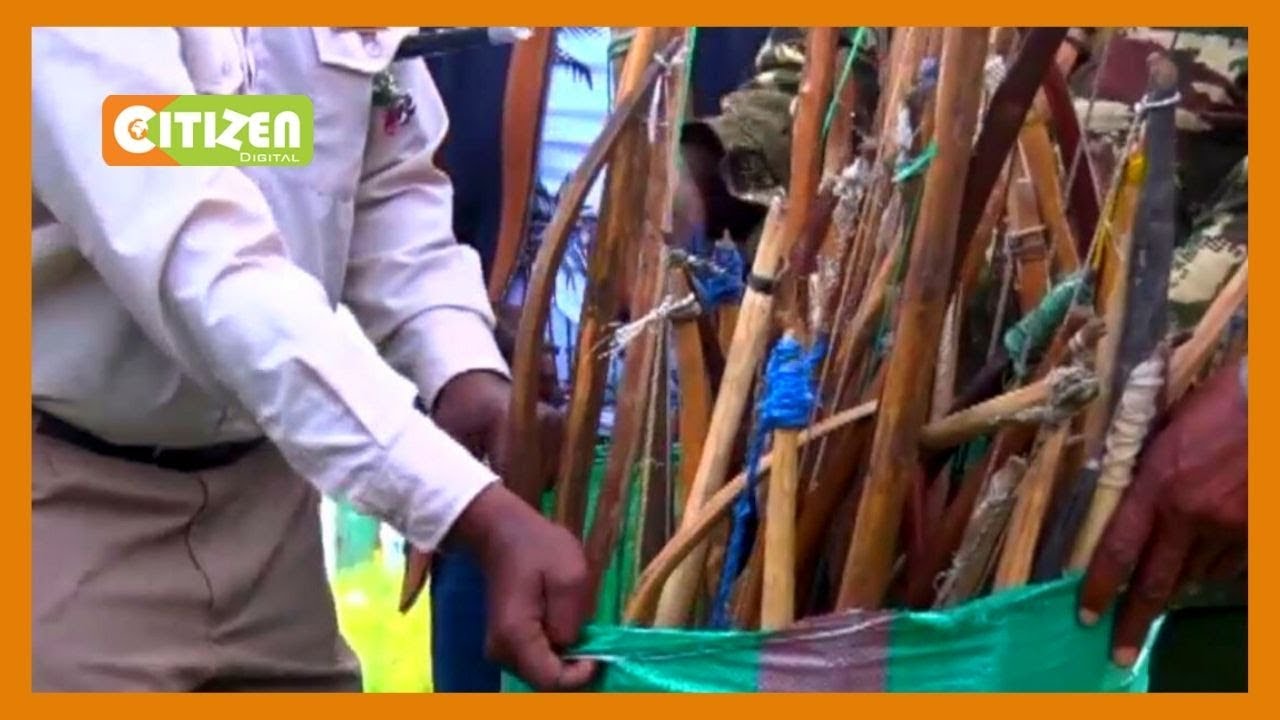 Narok warring communities surrender 520 bows and 1,120 arrows