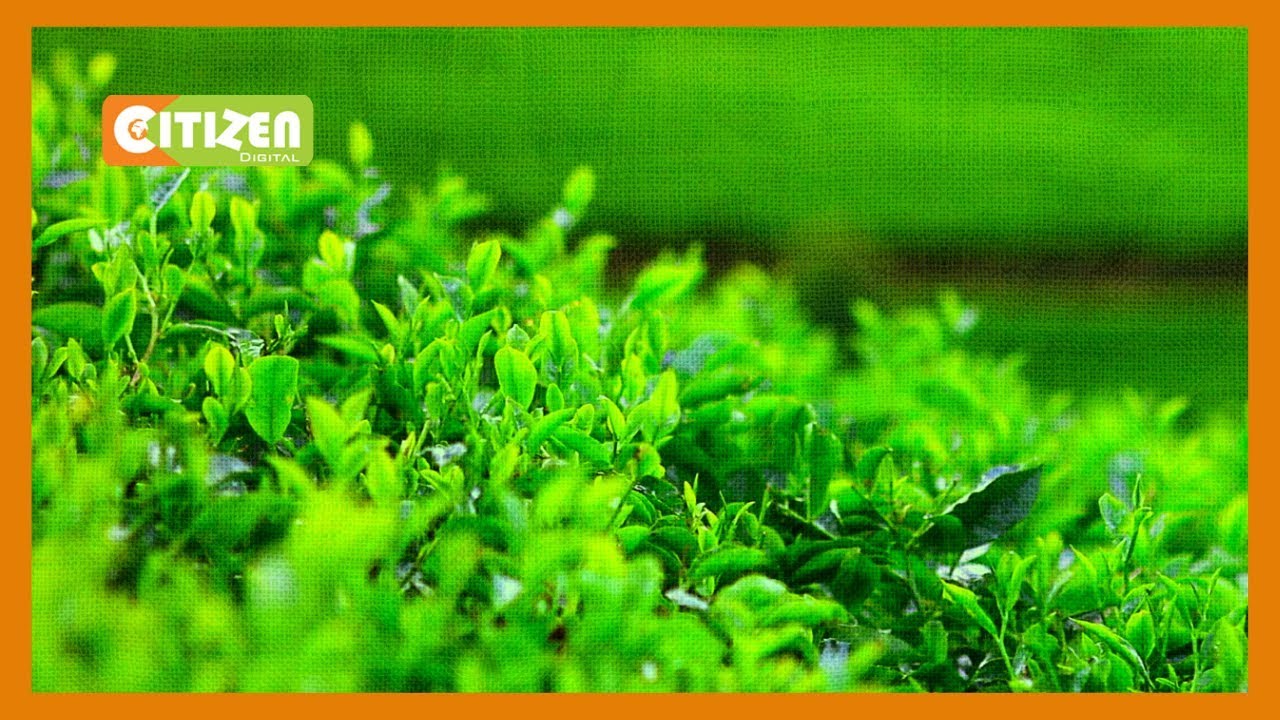 KTDA halts imports of fertiliser for tea farmers