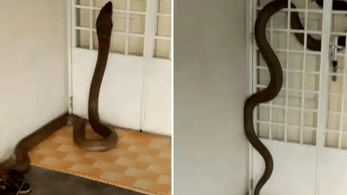 ‘Mourning Snake’ Comes Out of Thicket in Baringo to Bid ‘Man Friend’ Final Farewell – LitKenya