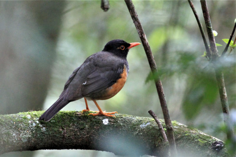 Plans underway to protect critically endangered birds of Taita