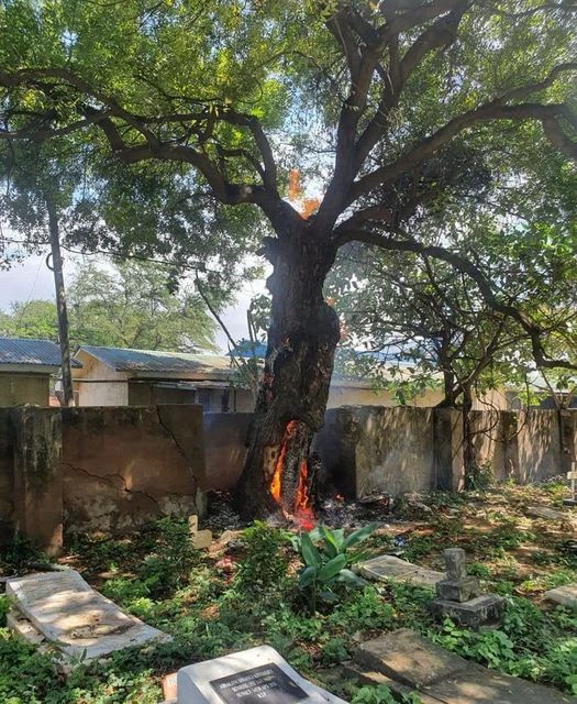 Mombasa Cemetary tree magically bursts into flames leaving people in shock