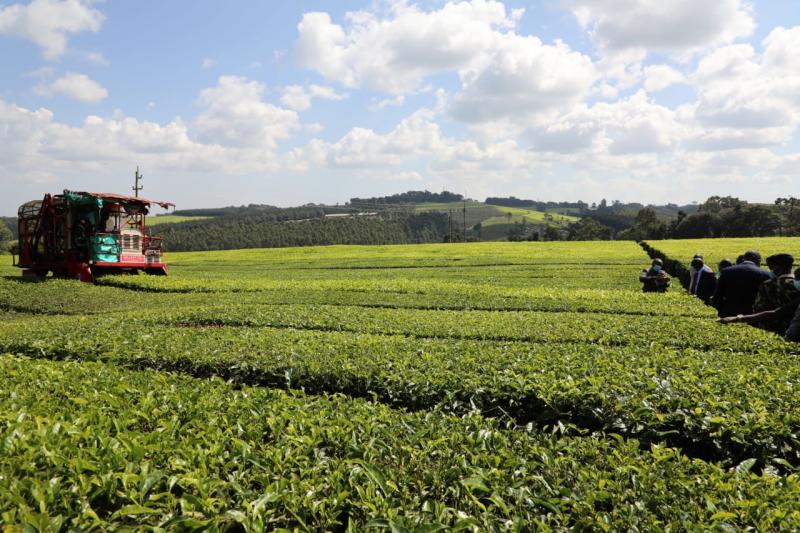 Board accused of laxity in marketing Kenyan tea abroad