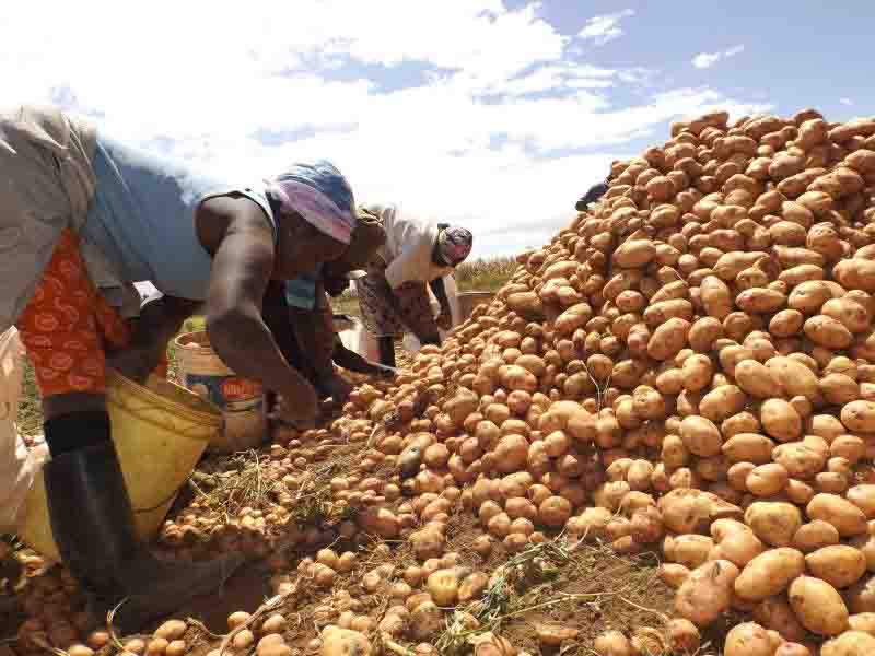 Sweet and sour side of Irish potato business