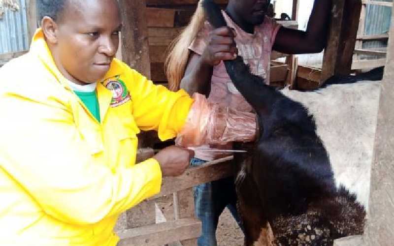 Why Gacheri loves helping cows to conceive
