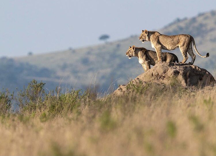 Kenya Named World’s Leading Safari Destination