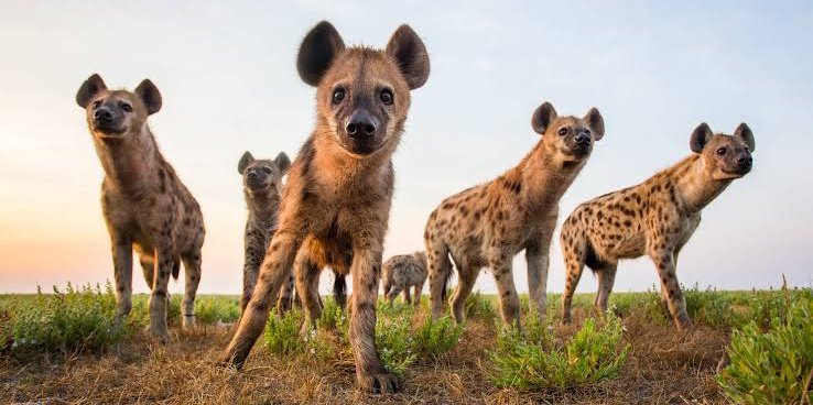 Second Case of Hyena Attack Reported in Makongeni