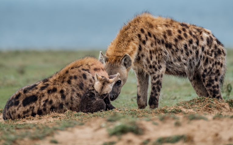 DCI Cautions Witeithie Residents After Cackle of Hyenas Mauls Man to Death