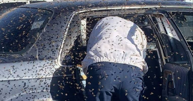 Bees attack Mombasa KRA investigative officer to death, 2 others escaped