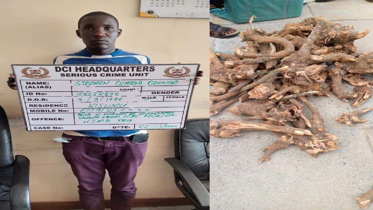 Men Arrested While Ferrying Sandalwood Whose Harvest is Banned