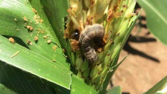 Busia Farmers Count Losses as Armyworms Destroy Crops