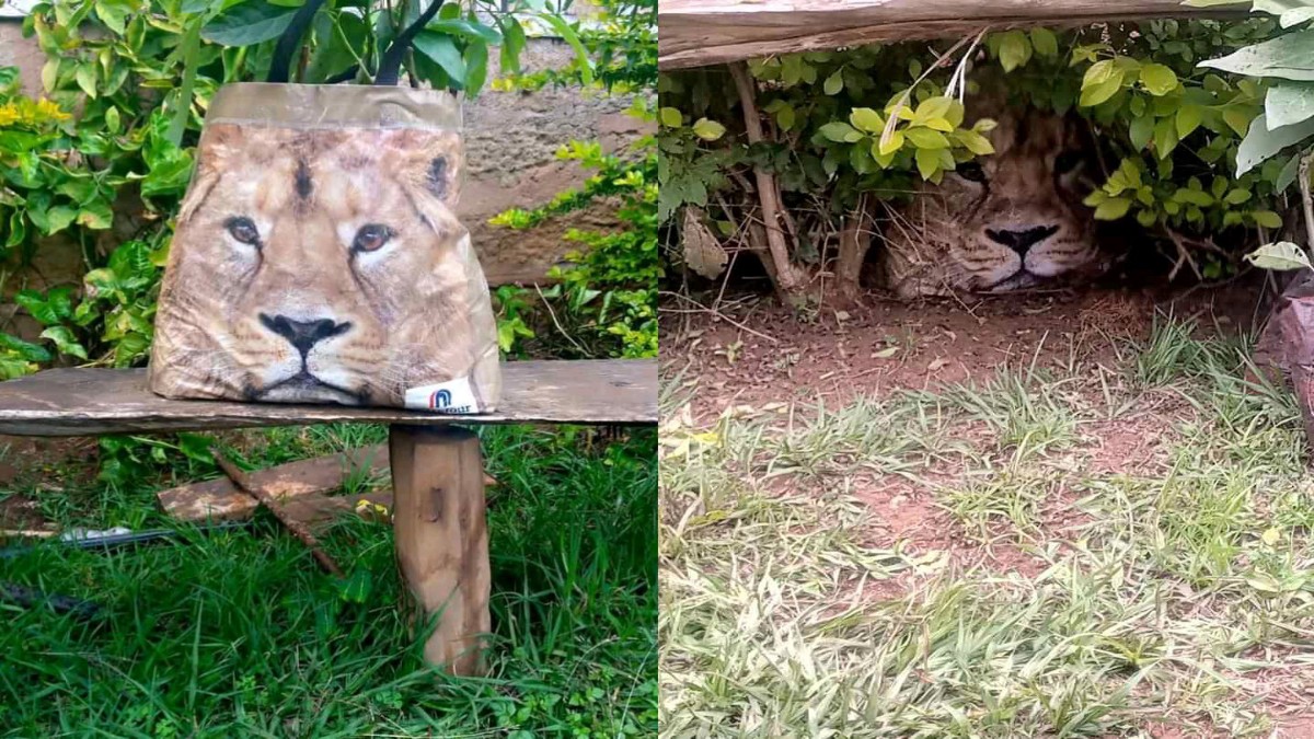 Sleepy Meru Village Goes International After Confusing Shopping Bag For Lion